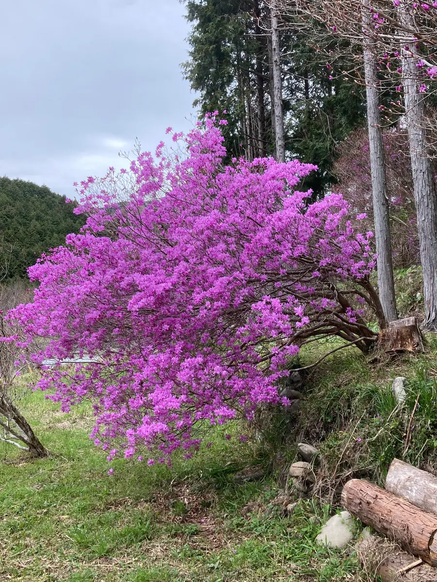まだ数本です ここからが楽しみ数百本「山に植えたみやまツツジ」の