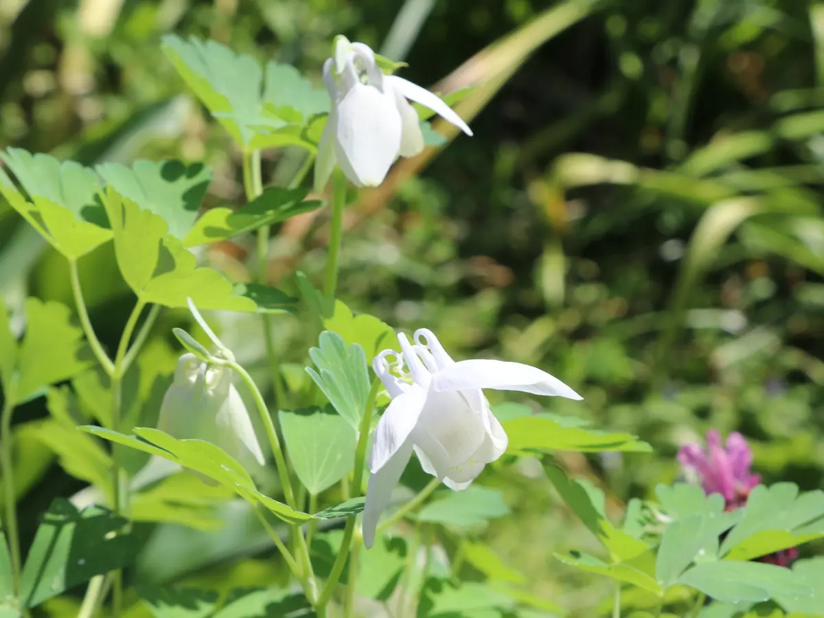 ミヤマオダマキ白花。オダマキは実生で「2025年の山野草」の