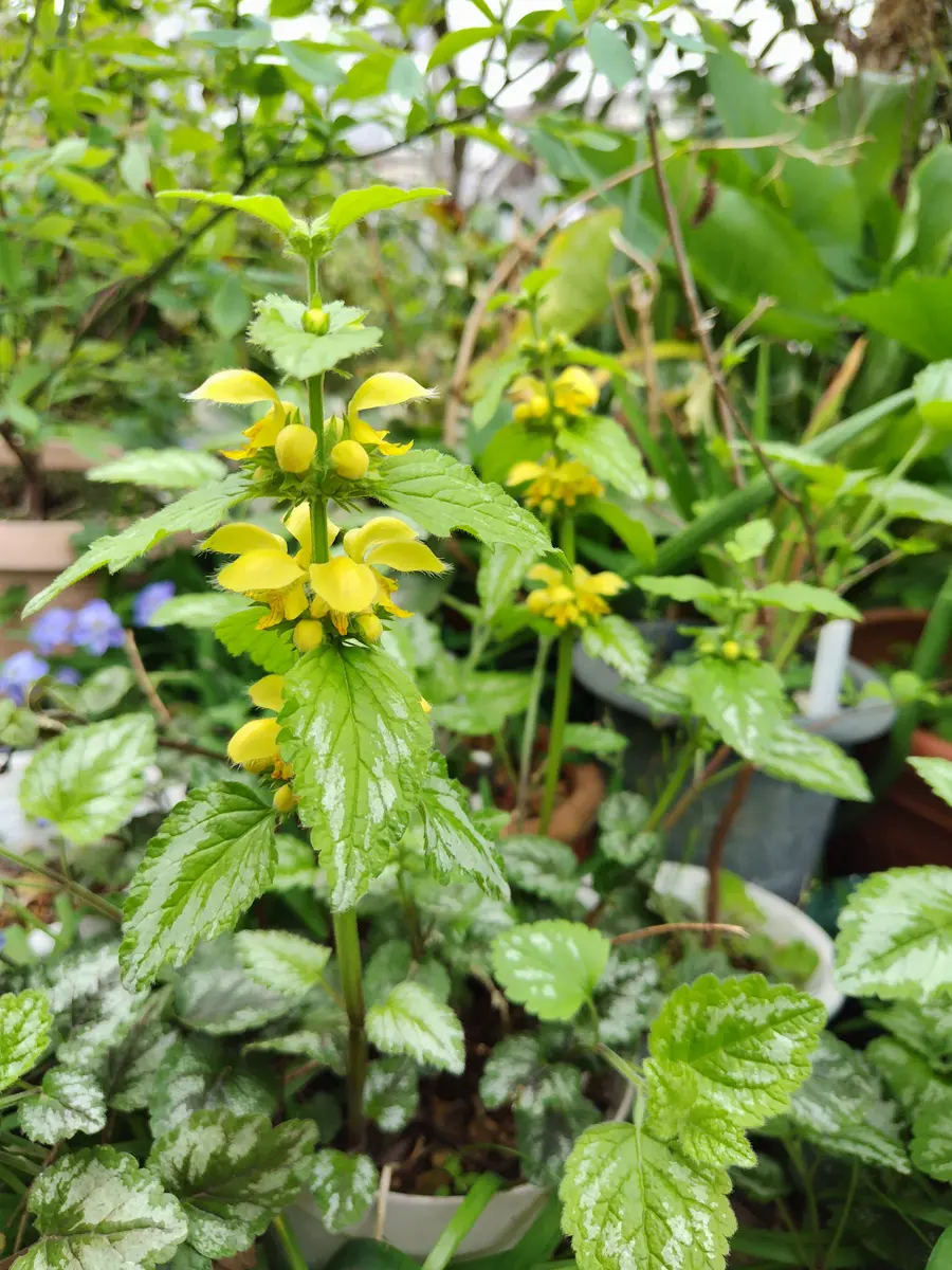 キバナオドリコソウ今年は三つ花をつけ「2025年の山野草」の