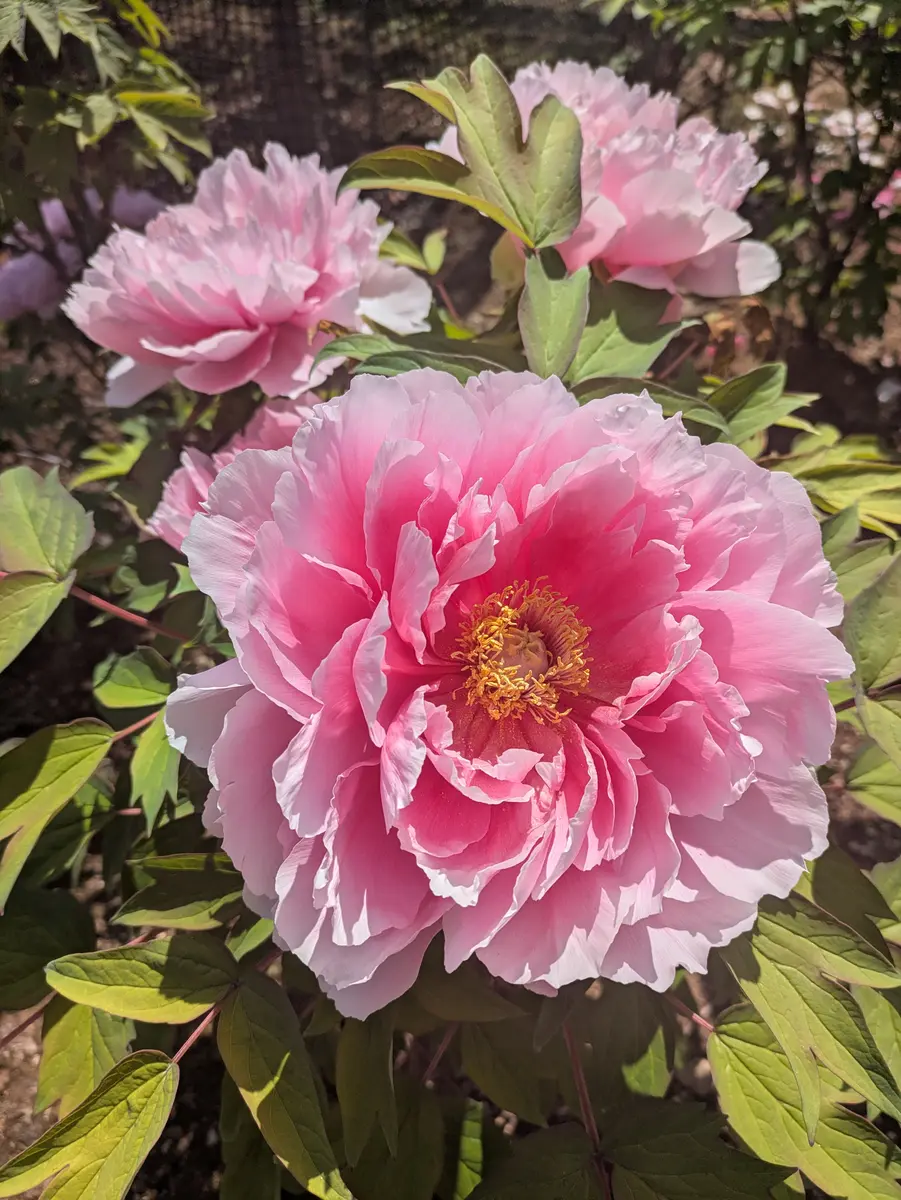 牡丹「八千代椿」今年もきれいに咲きま「お気に入りの花」の