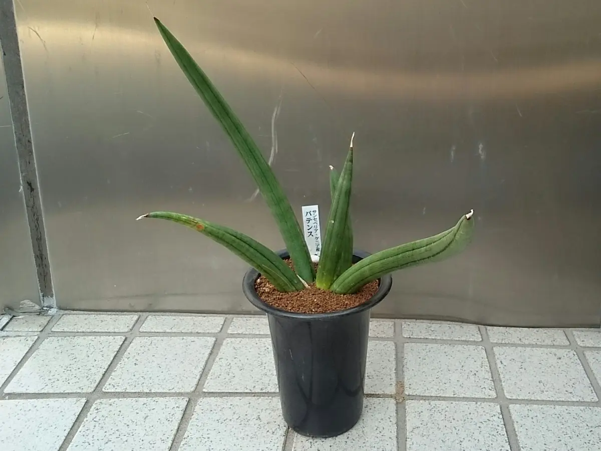 サンスベリア パテンス 斑入り サンセベリア：パテンス斑入り 2.5号 の通販 | 園芸ネット
