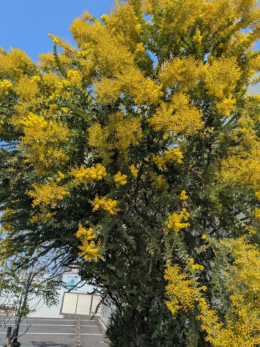 移植に弱いけど欲しい…「ミモザ アカシア」のアルバム-みんなの趣味の