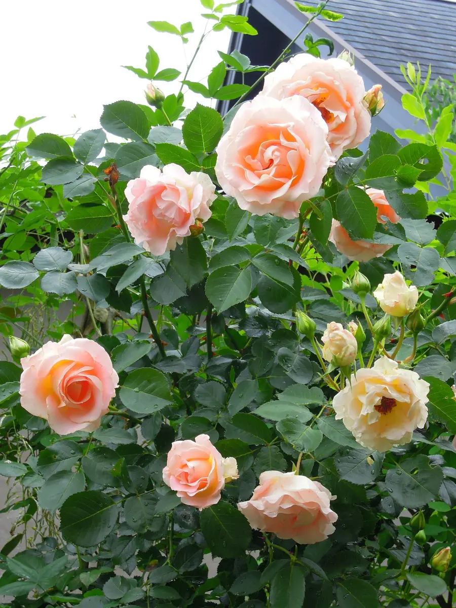 ロココ「軽井沢の薔薇」のアルバム-みんなの趣味の園芸293557