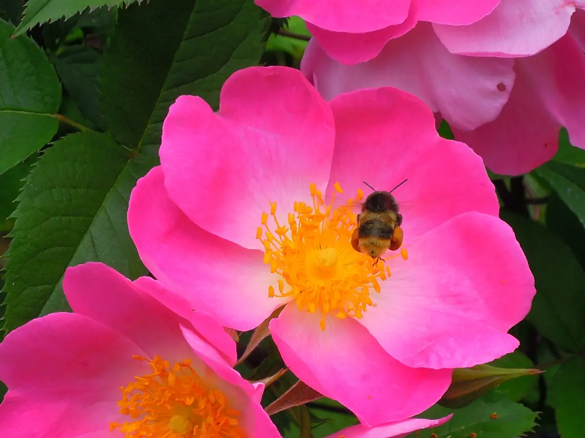 コンプリカータ コンプリカ「軽井沢の薔薇」のアルバム-みんなの