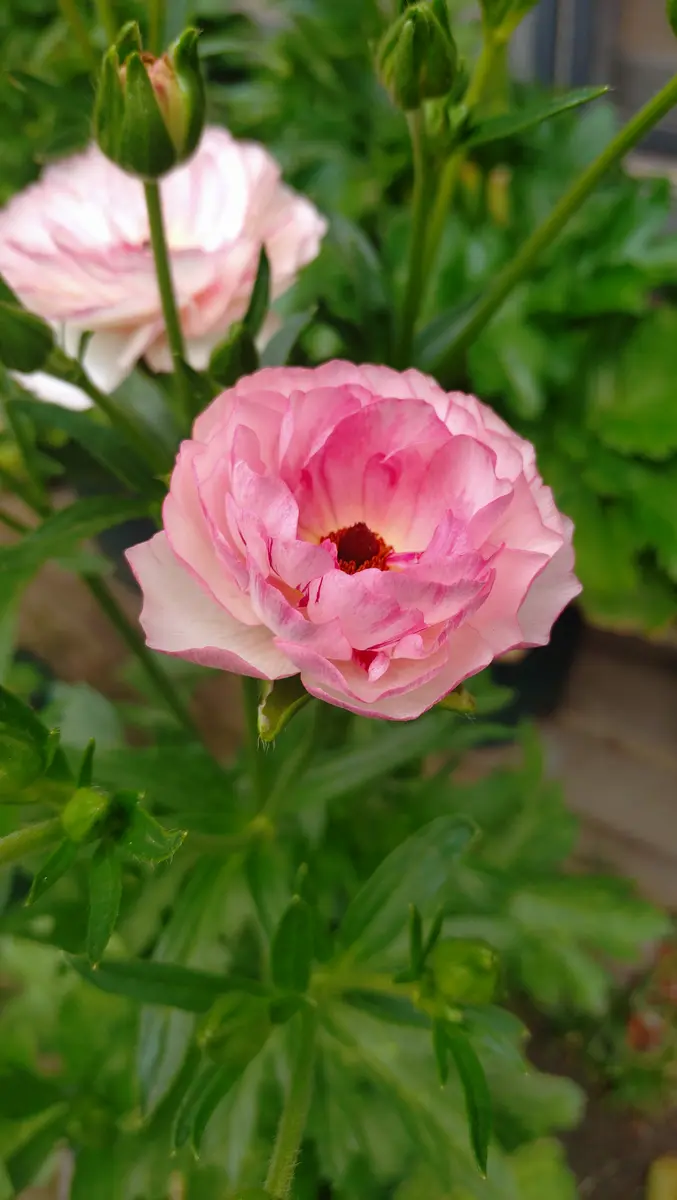 ヴィーナス「ラナンキュラスラックス」のアルバム-みんなの趣味の園芸