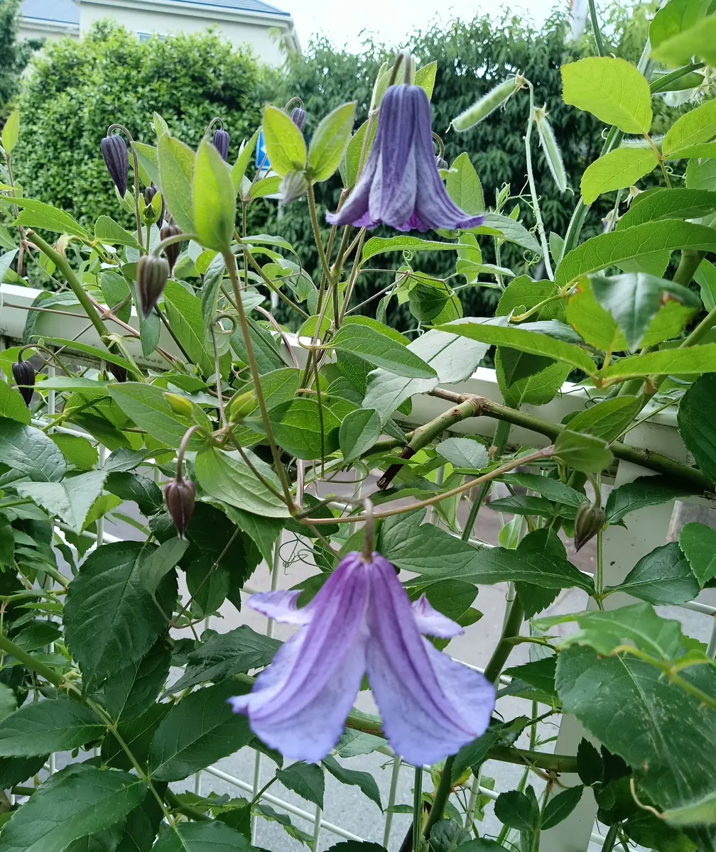 新枝咲きクレマチス エリオステモンで「2025年 4〜6月 我が家の子
