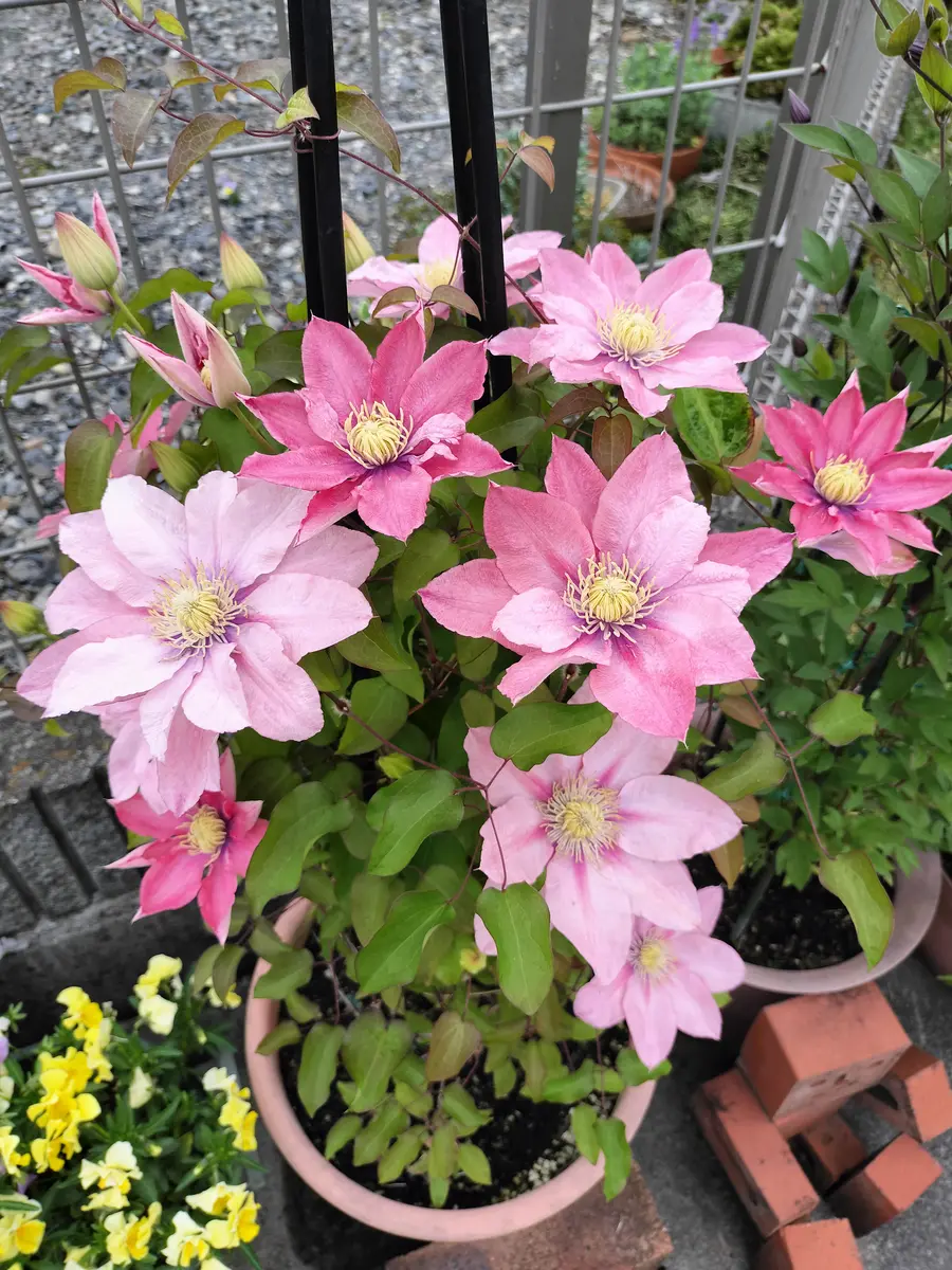 クレマチスリトルマーメイド🧜‍♀️「2025年4・5・6月の庭😉」の