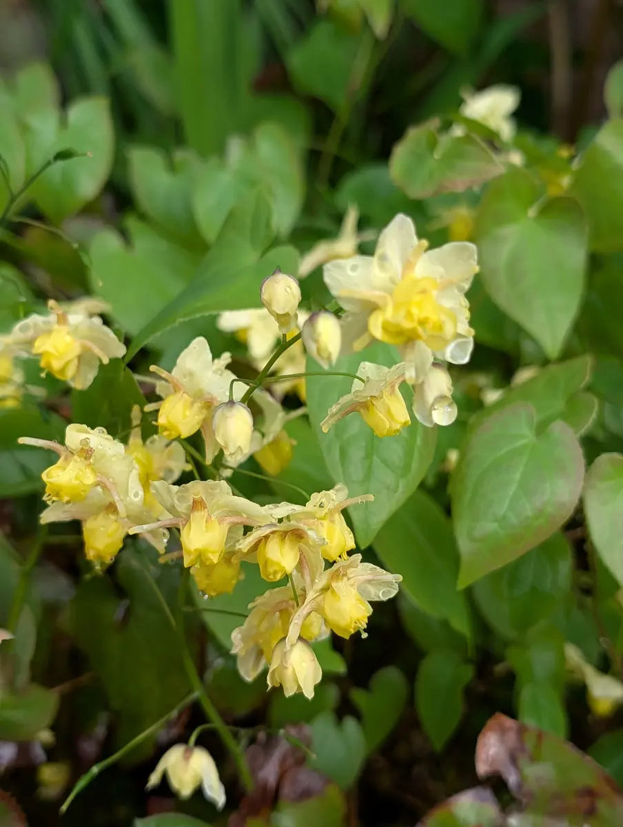 イカリソウ黄色のコロンとした花が可「4月の花」のアルバム