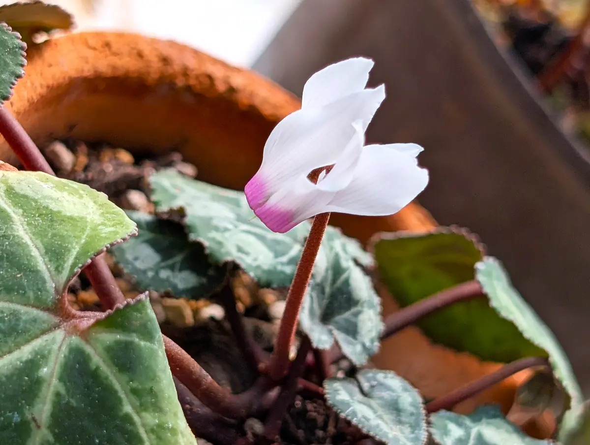 原種シクラメン ペルシカム「4月の花」のアルバム-みんなの趣味の園芸