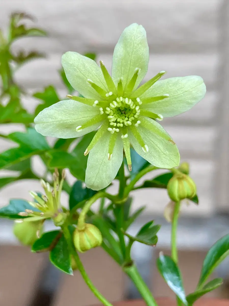 常緑クレマチス・ピクシー。さわやかな「2025年4〜6月」のアルバム