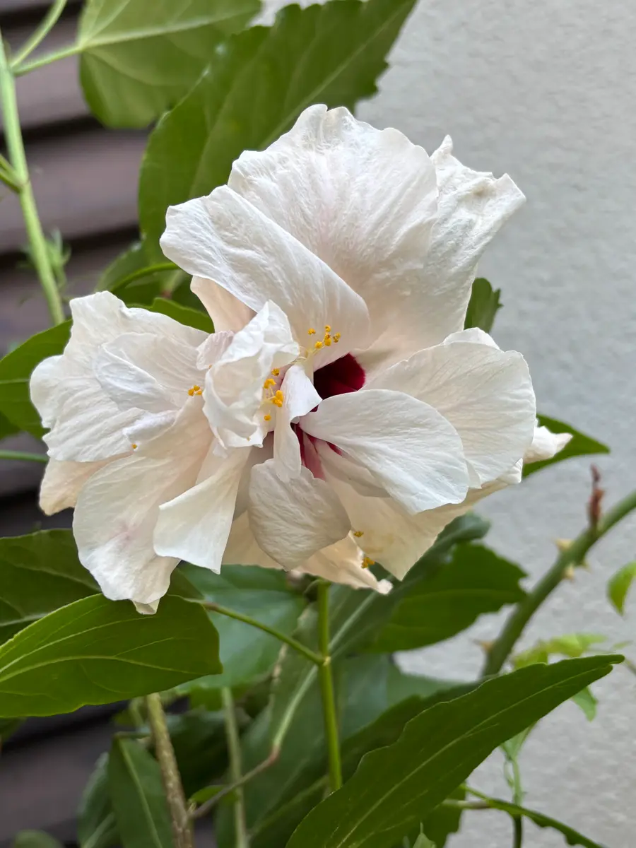 6/28八重白ハイビスカス「2025.4〜」のアルバム-みんなの趣味の園芸2488611