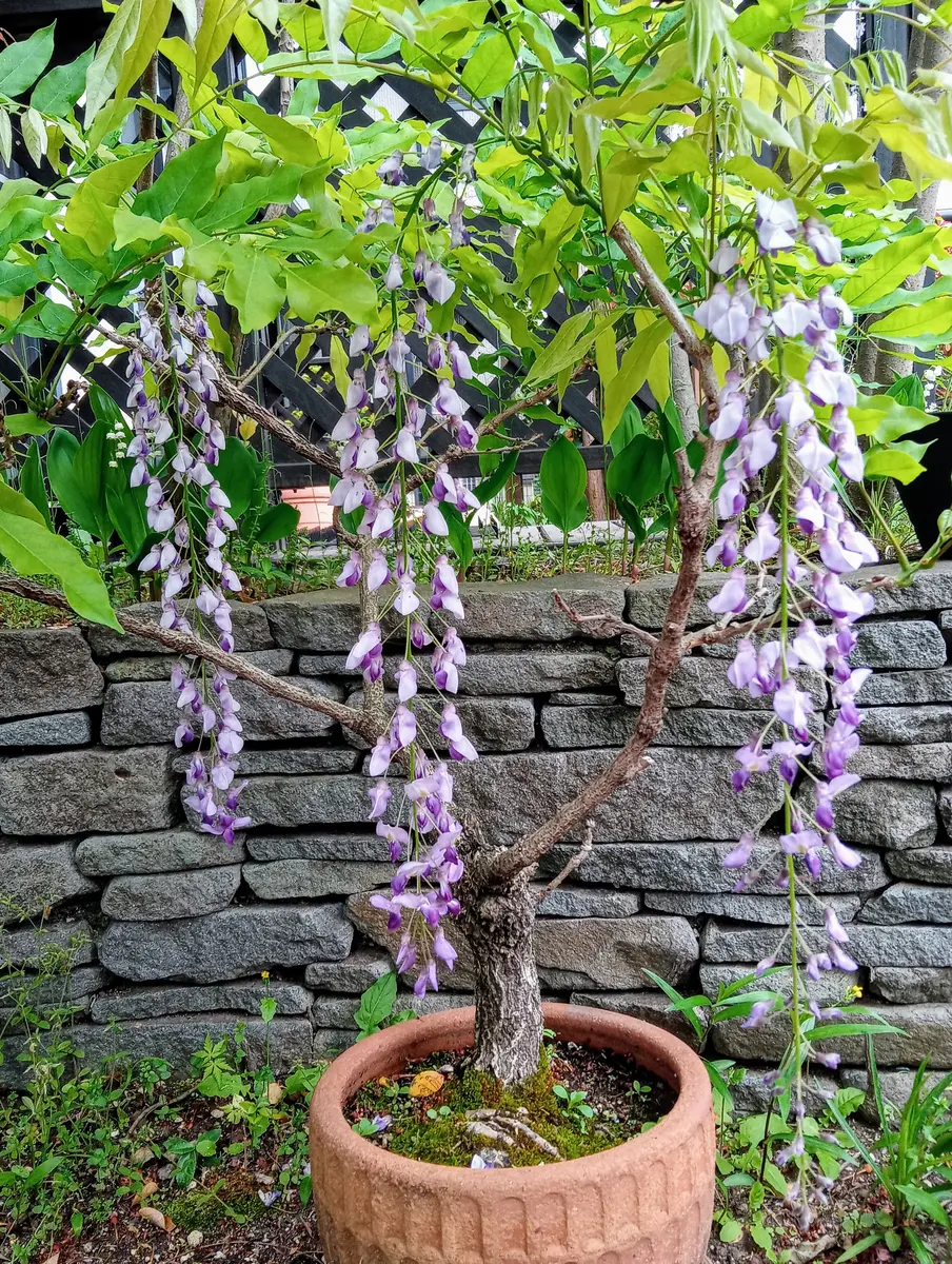 ❀そるまるす❀荒天・猛暑日は植物発送不可専用　グリーン ❀そるまるす❀荒天・猛暑日は植物発送不可専用4種 ❀