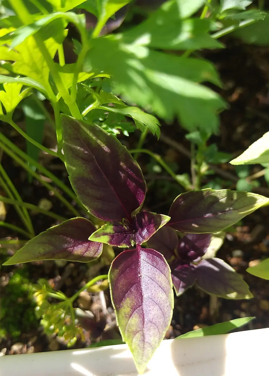 yosa ファインハーブ 15 【公式通販】