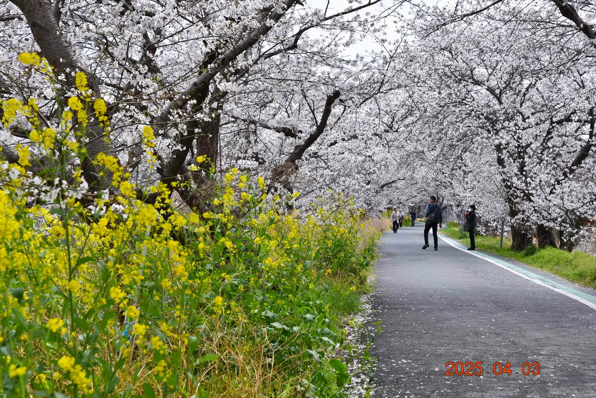 2025年4月3日撮影「2025 桜」のアルバム-みんなの趣味の園芸2405770
