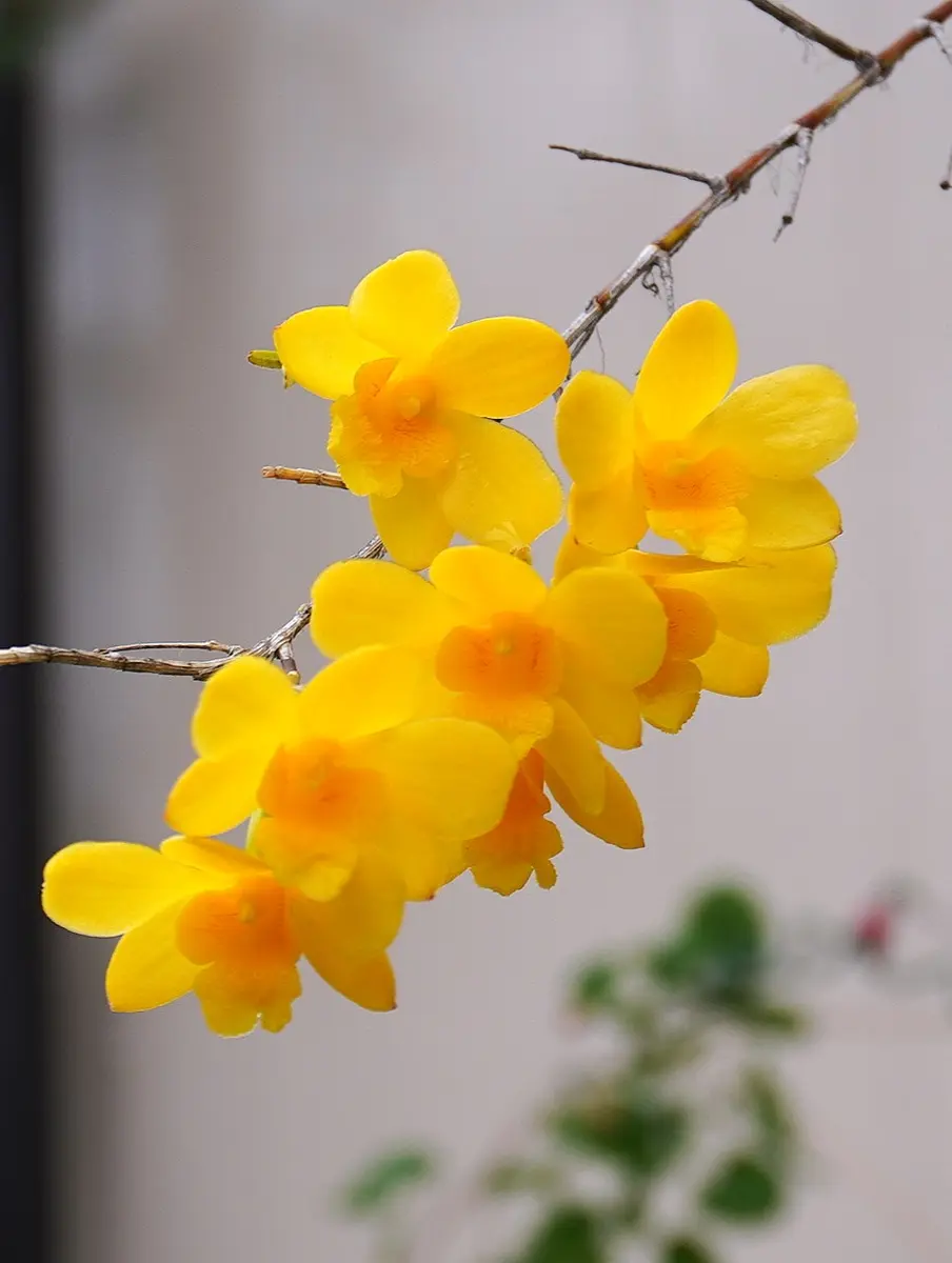 2025/5/19姫竹葉セッコクの花「2025年4月からの記録」の 2025/5/19姫竹葉セッコクの花「2025年4月からの記録」の