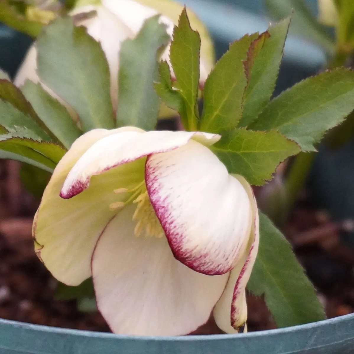 2026/2/16クリスマスローズ糸ピコ「2025年4月からの記録」の