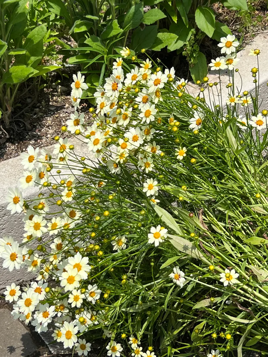 育ちすぎて倒れましたコレオプシス'ス「2025年の花壇の記録」の