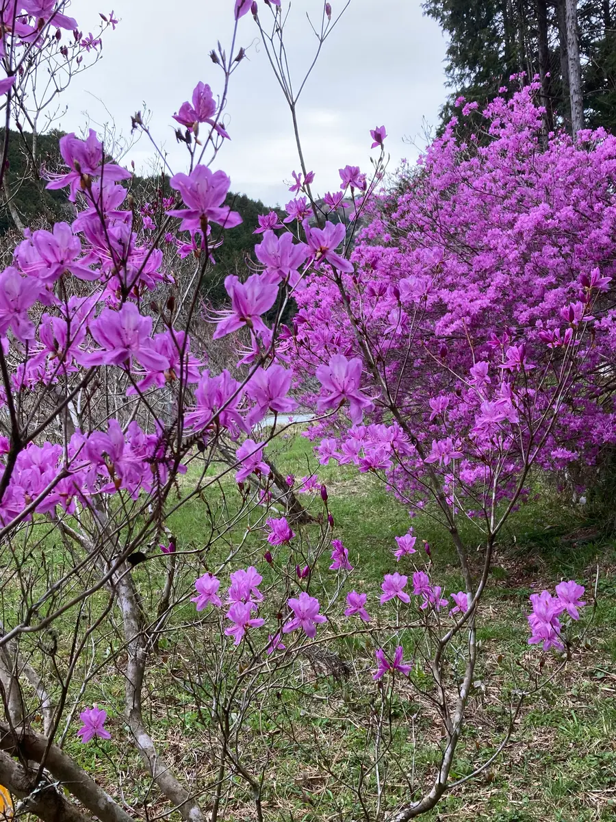 一枚目「満開のミヤマツツジ」のアルバム-みんなの趣味の園芸2407968