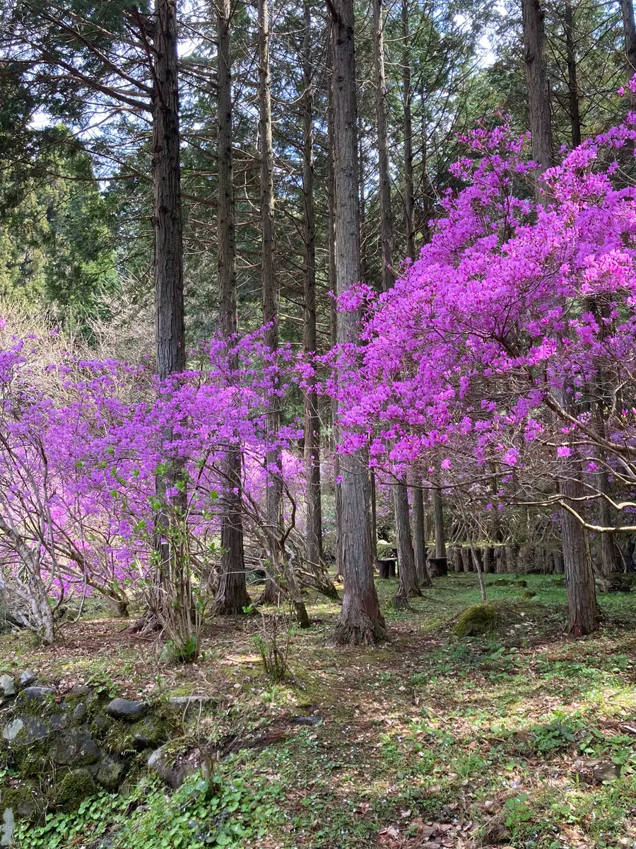 林のツツジ「満開のミヤマツツジ」のアルバム-みんなの趣味の園芸2409440