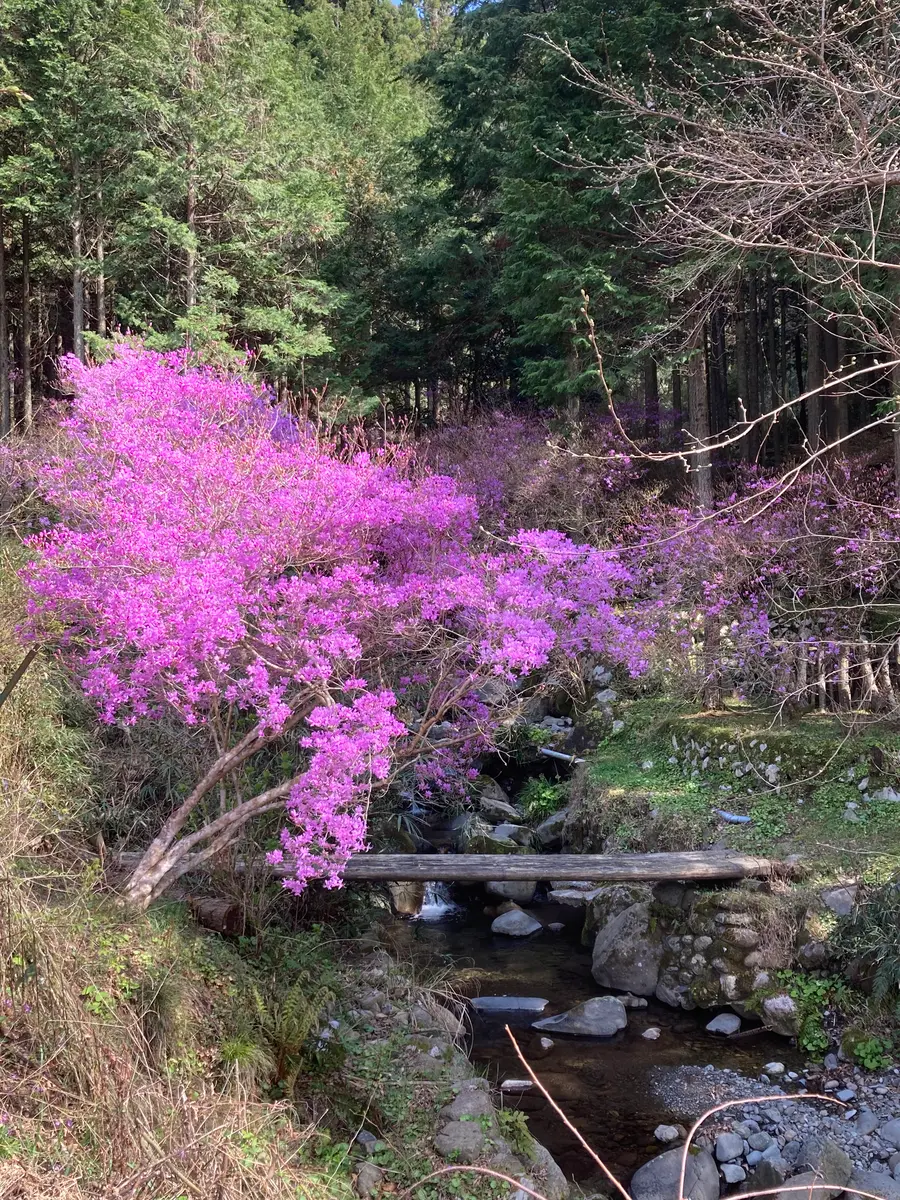 林の中のツツジ「満開のミヤマツツジ」のアルバム-みんなの趣味の園芸