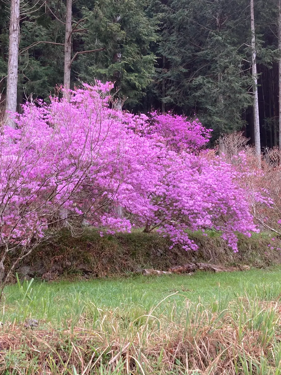 あざやかなミツバツツジ「満開のミヤマツツジ」のアルバム-みんなの