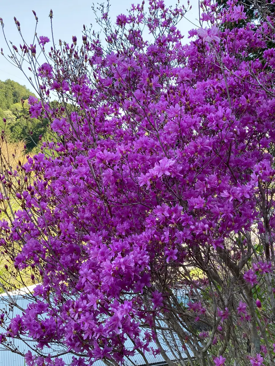 今年最後のツツジ🌺の花「満開のミヤマツツジ」のアルバム-みんなの