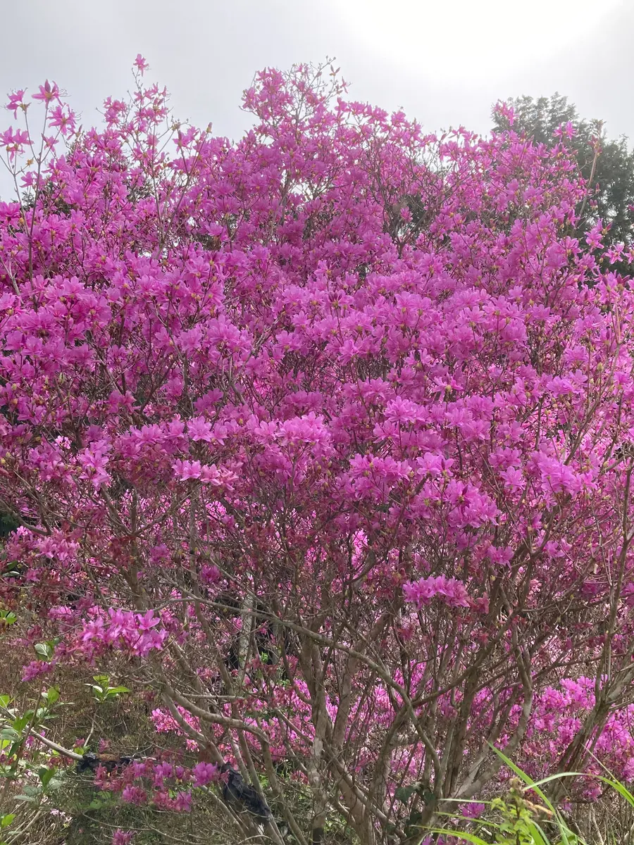 ツツジ「満開のミヤマツツジ」のアルバム-みんなの趣味の園芸2419638