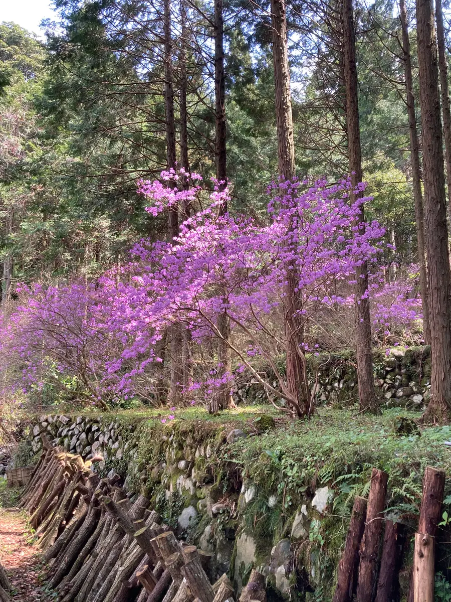 写真「満開のミヤマツツジ」のアルバム-みんなの趣味の園芸2409442