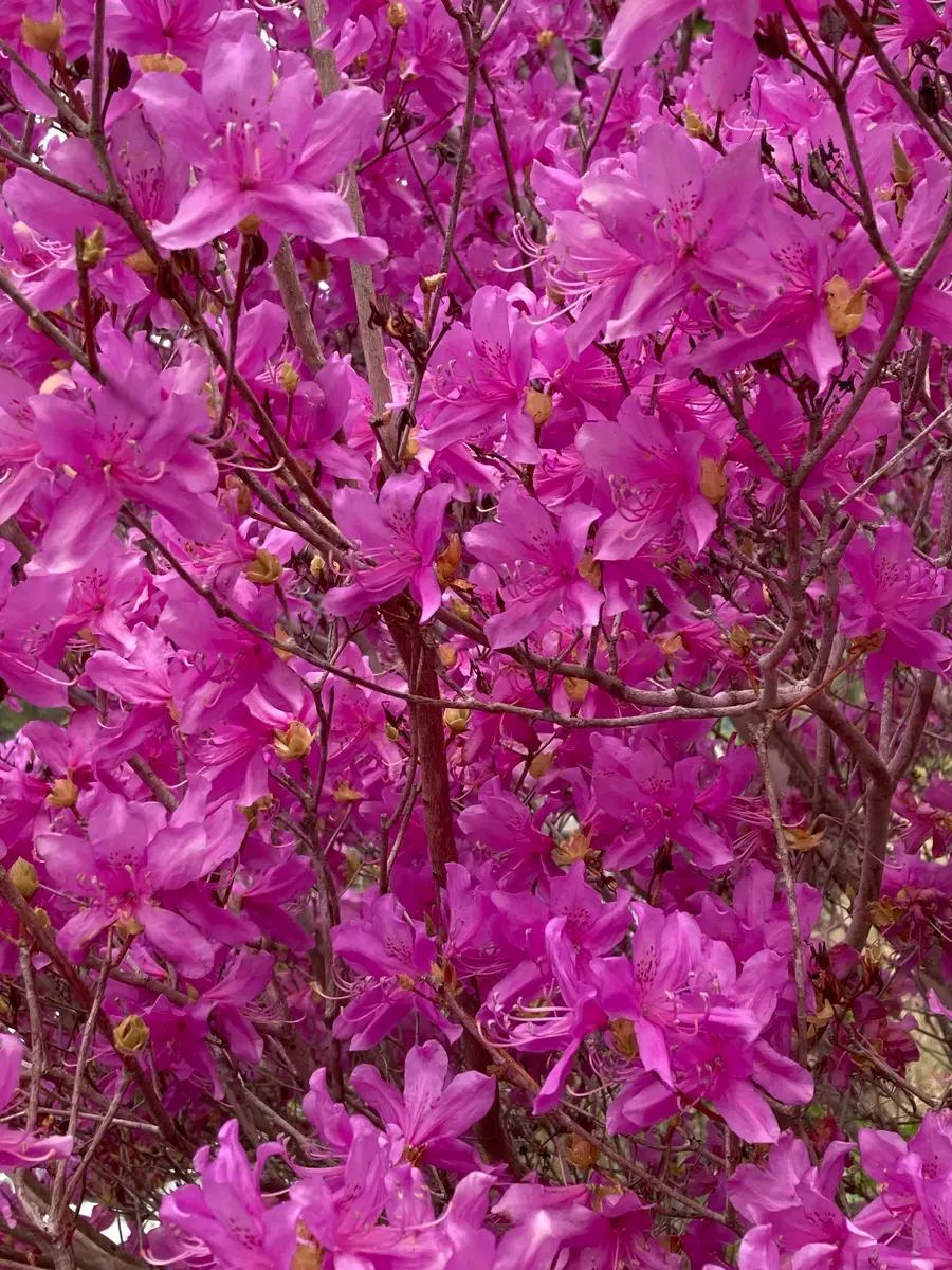 ツツジ🌺「満開のミヤマツツジ」のアルバム-みんなの趣味の園芸2419641
