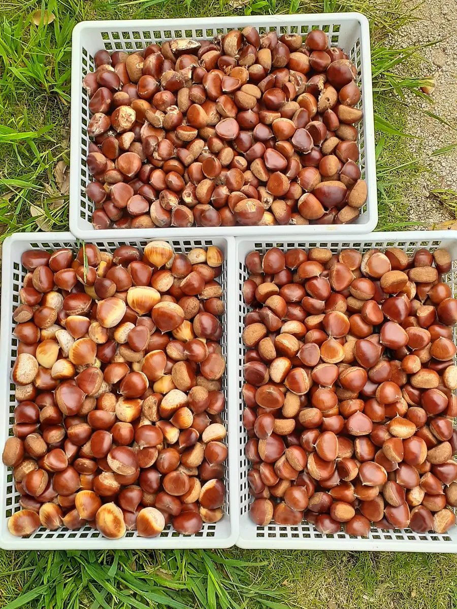 クリ（栗）の写真-みんなの趣味の園芸2539749