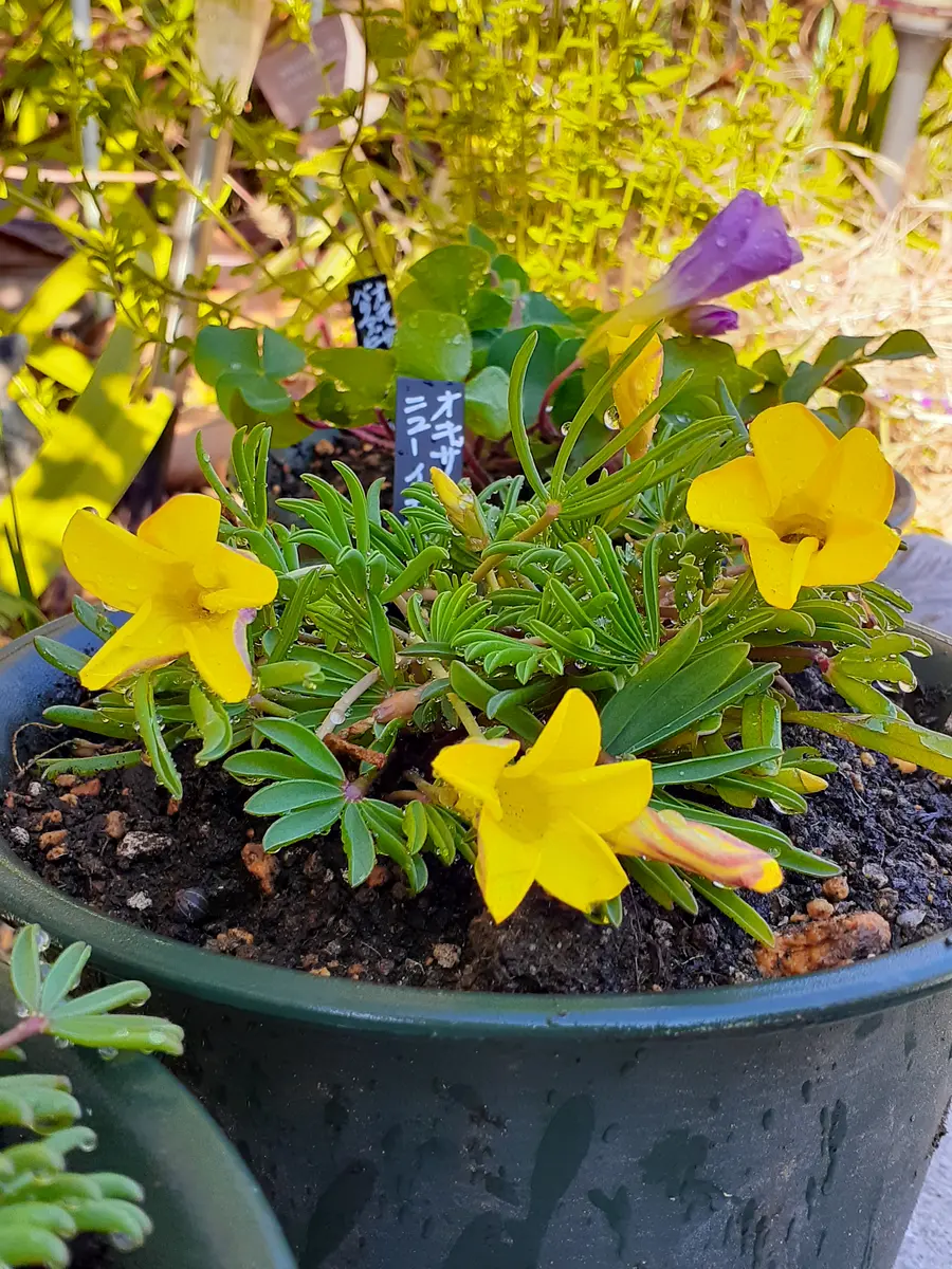 オキザリス ニューイエロー💛ポツポツ「バラと色んな花と果樹と野菜