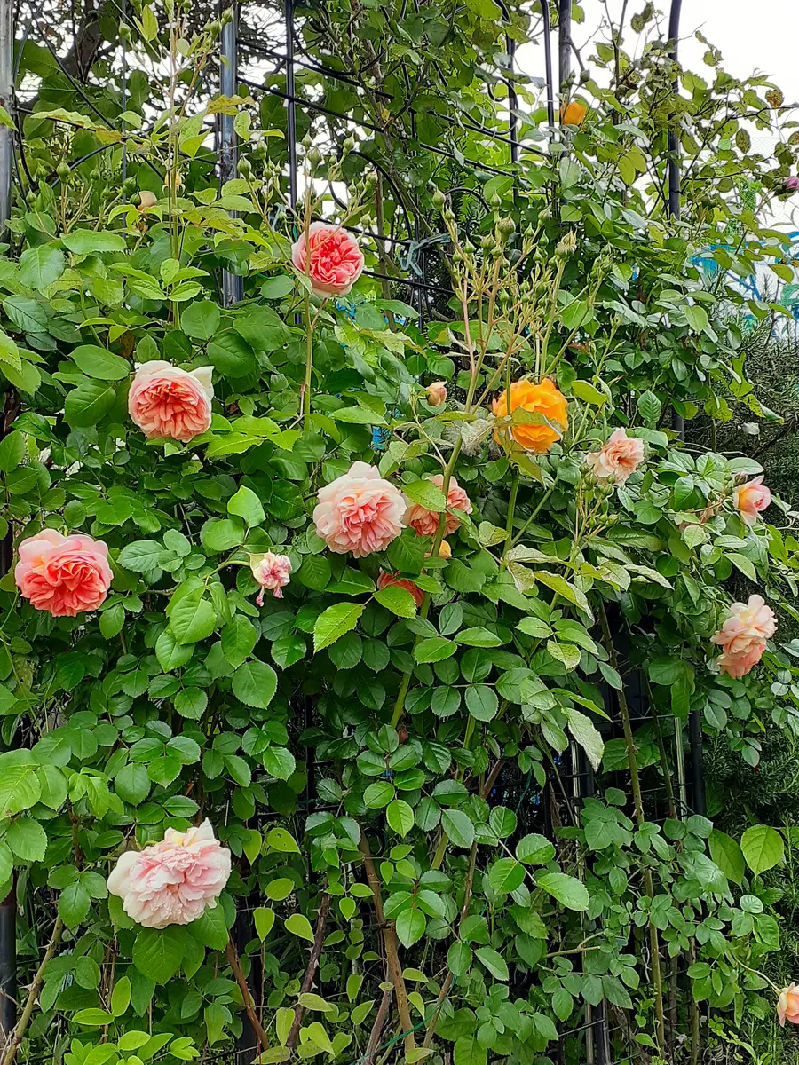 バラ ジュールヴェルヌ🧡庭の畑前花壇「バラと色んな花と果樹と野菜