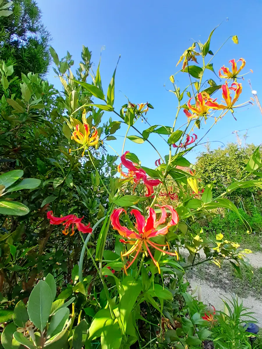 グロリオサ 花束　そら 栄光・情熱の花】グロリオサの花束 H092-047（愛知県碧南市