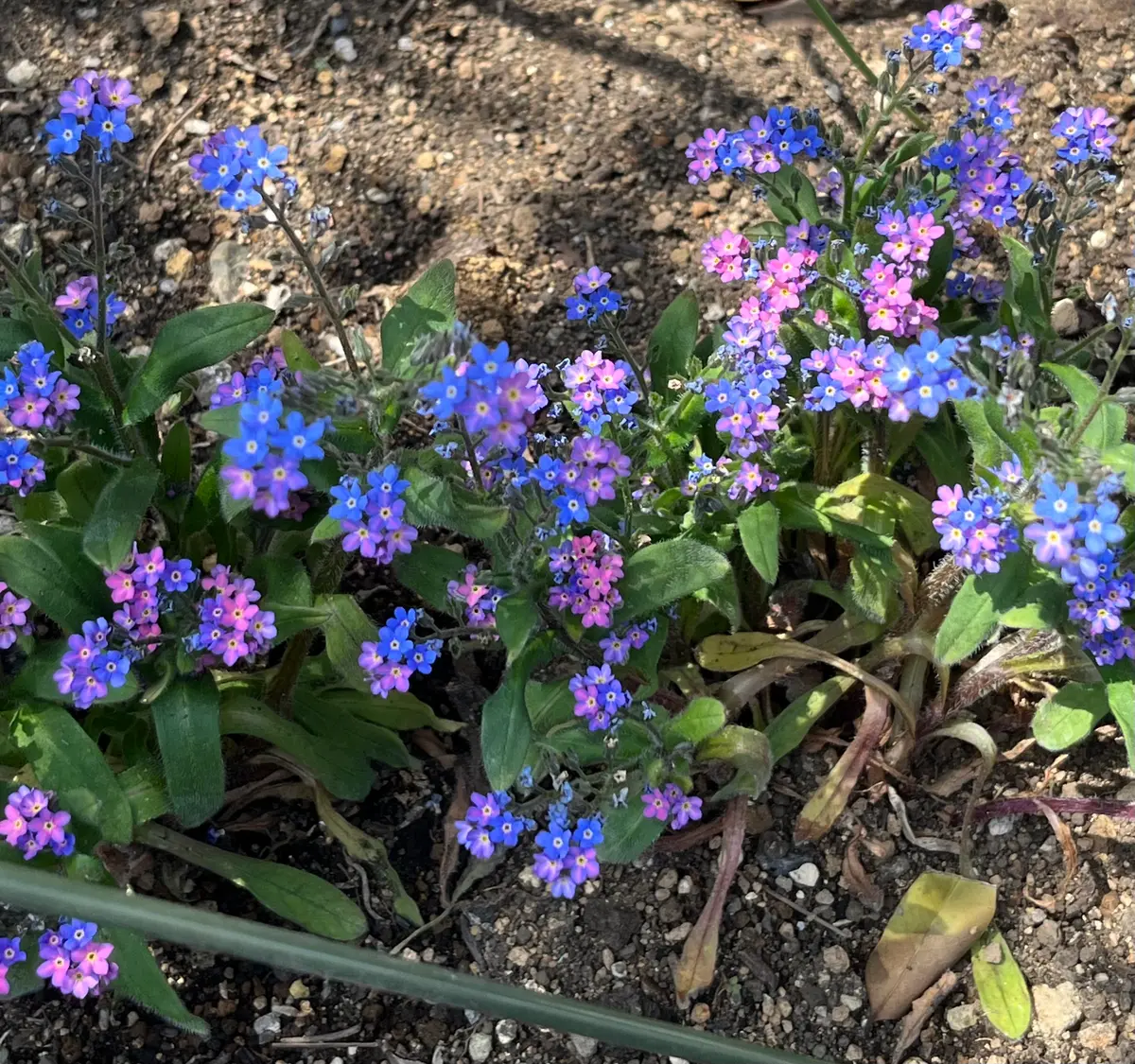 2色咲の勿忘草「2025年4月」のアルバム-みんなの趣味の園芸2409883