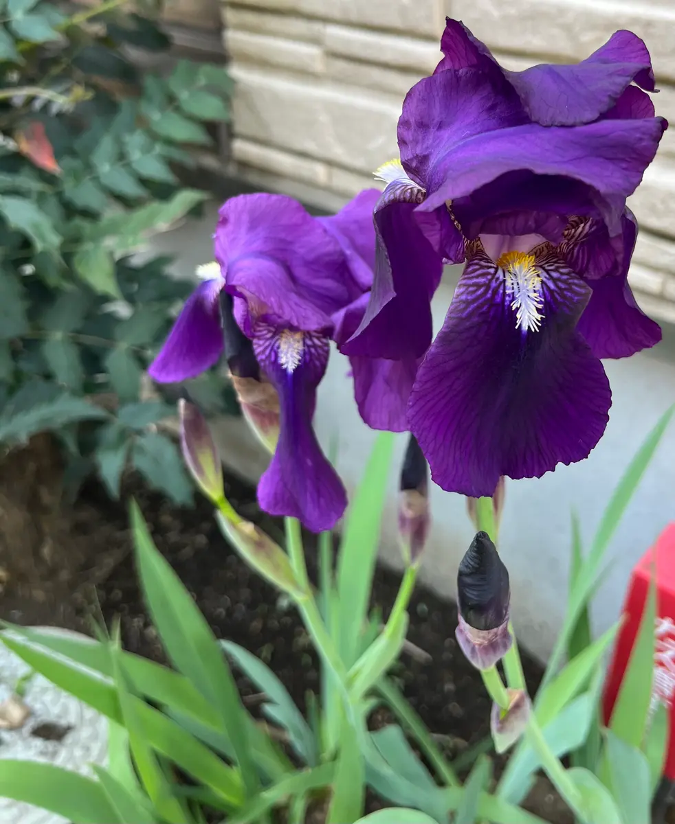 ジャーマンアイリス「2025年4月」のアルバム-みんなの趣味の園芸2409879