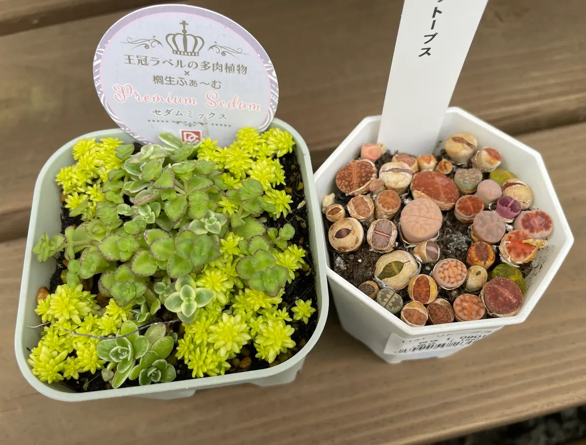 リトープスとセダムの寄せ植え買った「多肉」のアルバム-みんなの趣味