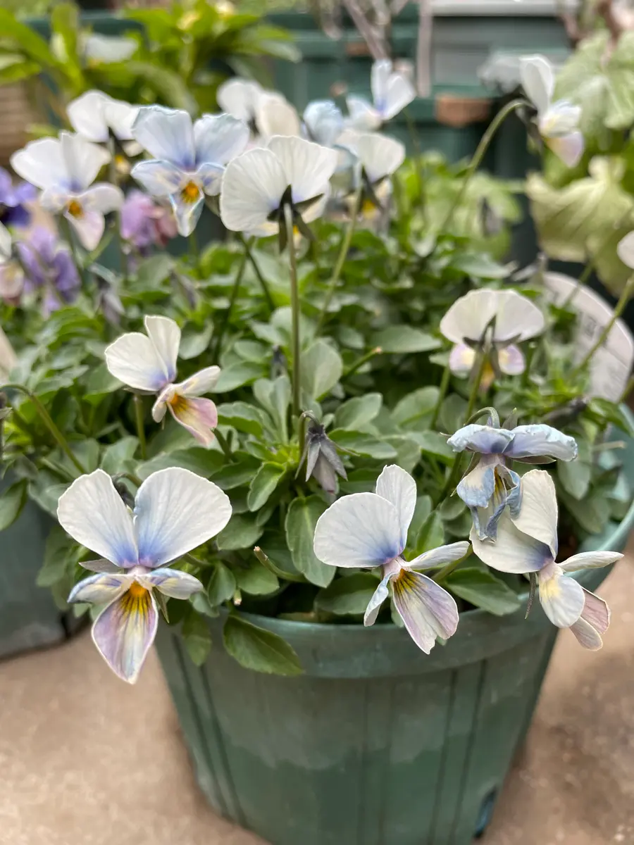 2026年1月28日先住の 「すみれ図鑑」「庭のお花 2025年4月〜」の