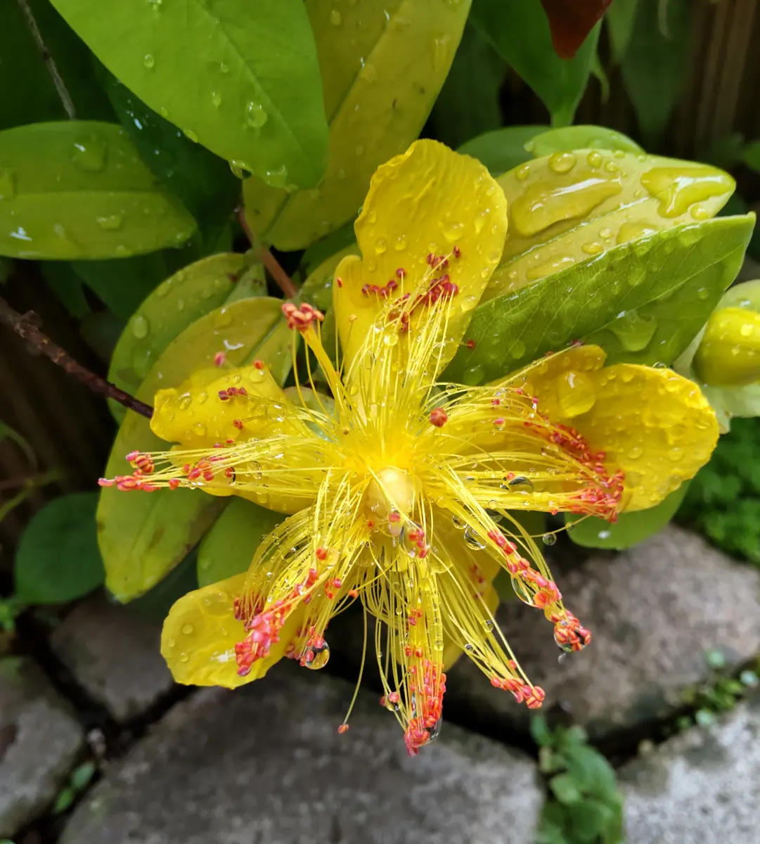 ヒペリカムゴールドフォーム:日陰部分の「2025年1月~花のアルバム