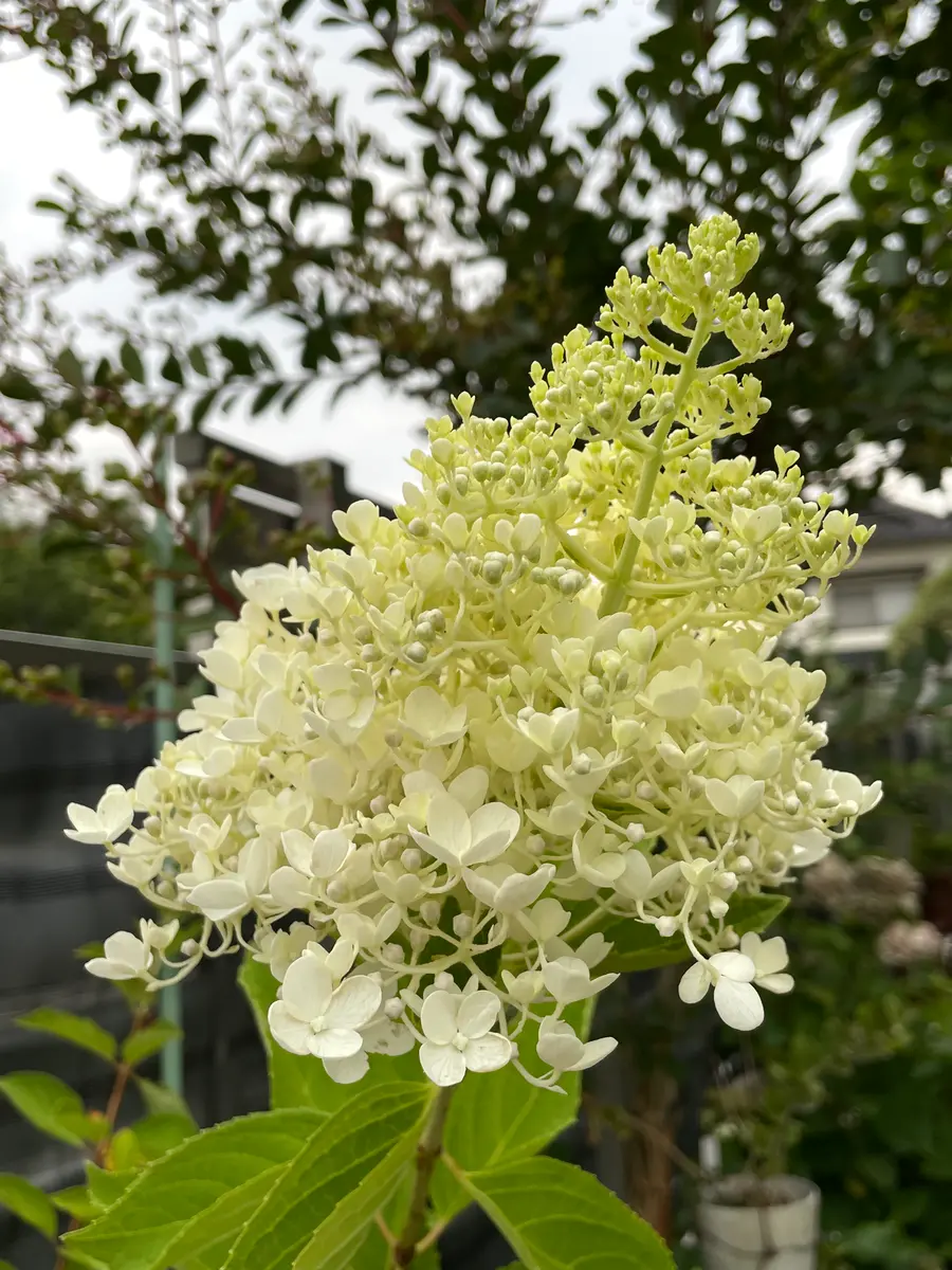 ピラミッドアジサイ「我が家の花たち（2025年）」のアルバム-みんなの