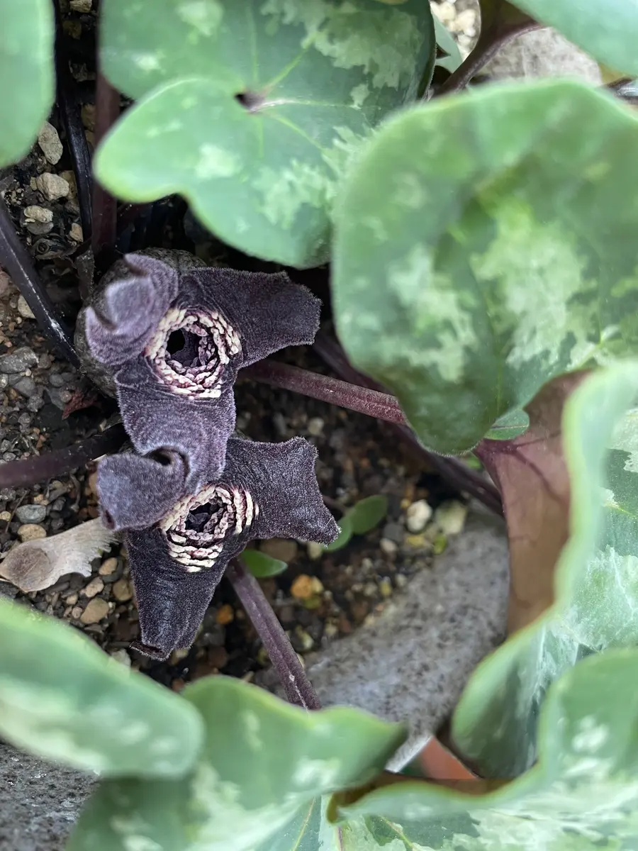 カンアオイ (タマノカンアオイ?)「我が家の花たち(2025年 カンアオイ (タマノカンアオイ?)「我が家の花たち(2025年