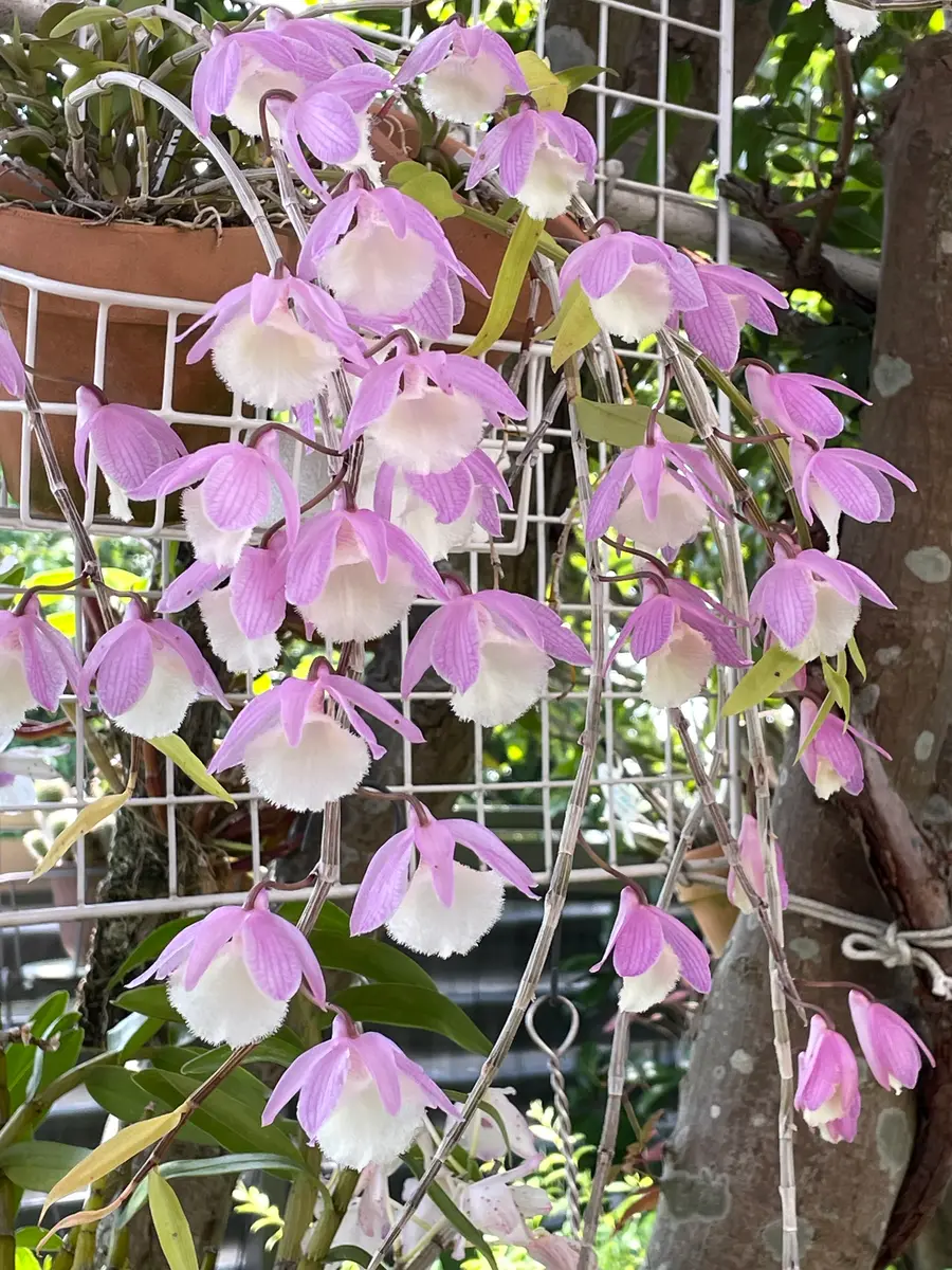 デンドロビウム ピエラルディ昨年初「我が家の花たち（2025年