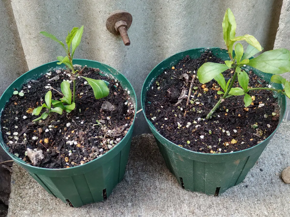 ルリマツリ挿し木の子たちも頑張れ!「ルリマツリ」のアルバム-みんなの