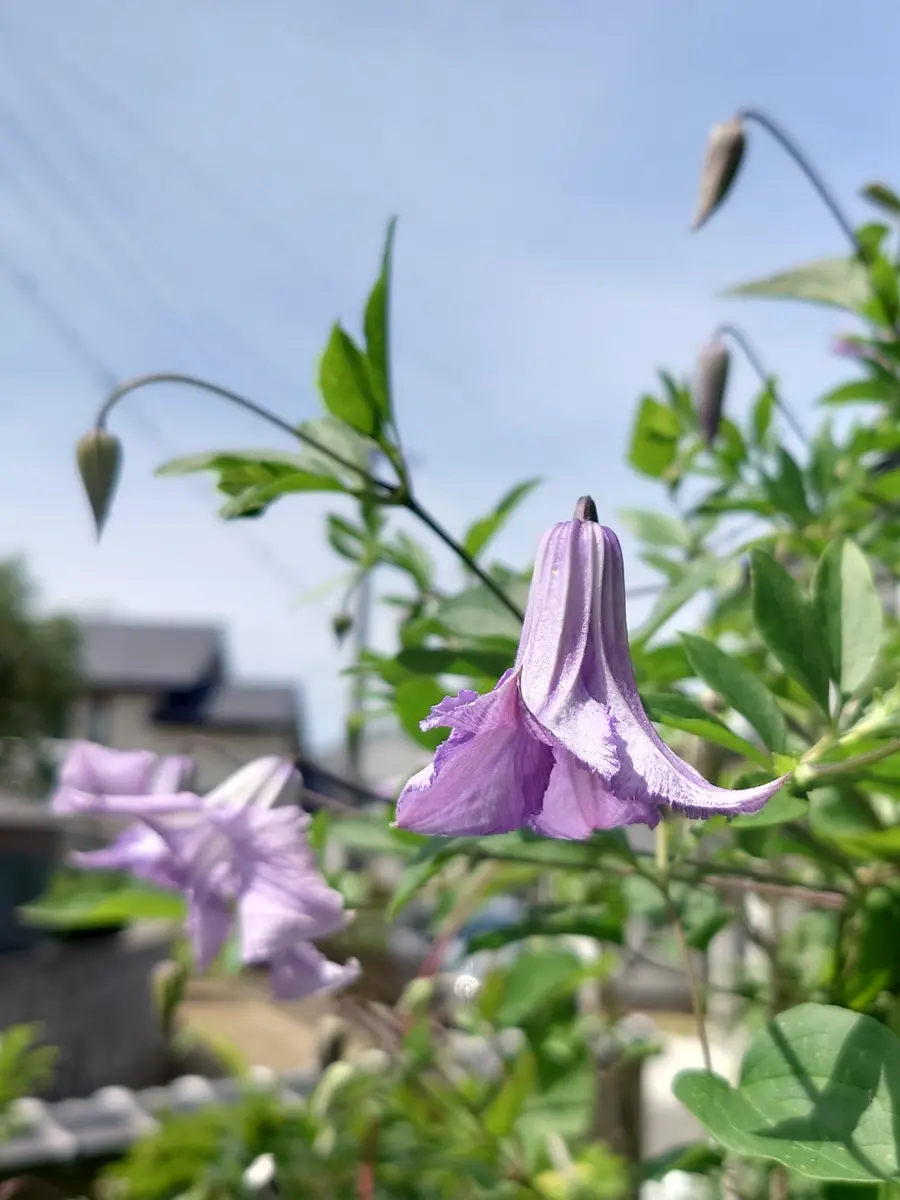 クレマチスベティ.コーニング春先か「2025我が家の花たち」の