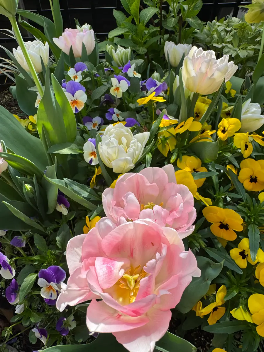 フィノラ八重咲です😊淡いピンクに少「チューリップ🌷」のアルバム
