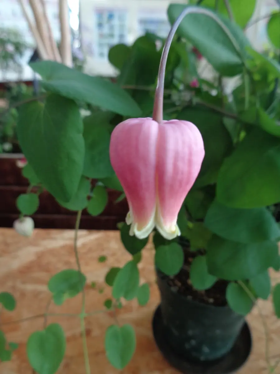 ヴィオルナ系 チェリーボンボン「クレマチス展（フラワーパーク江南