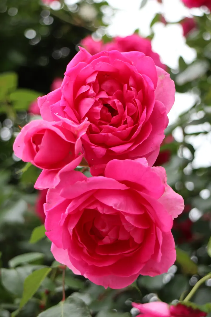 つる薔薇の名前思い出せず、いいね！！「2025年（令和7年）ことしの