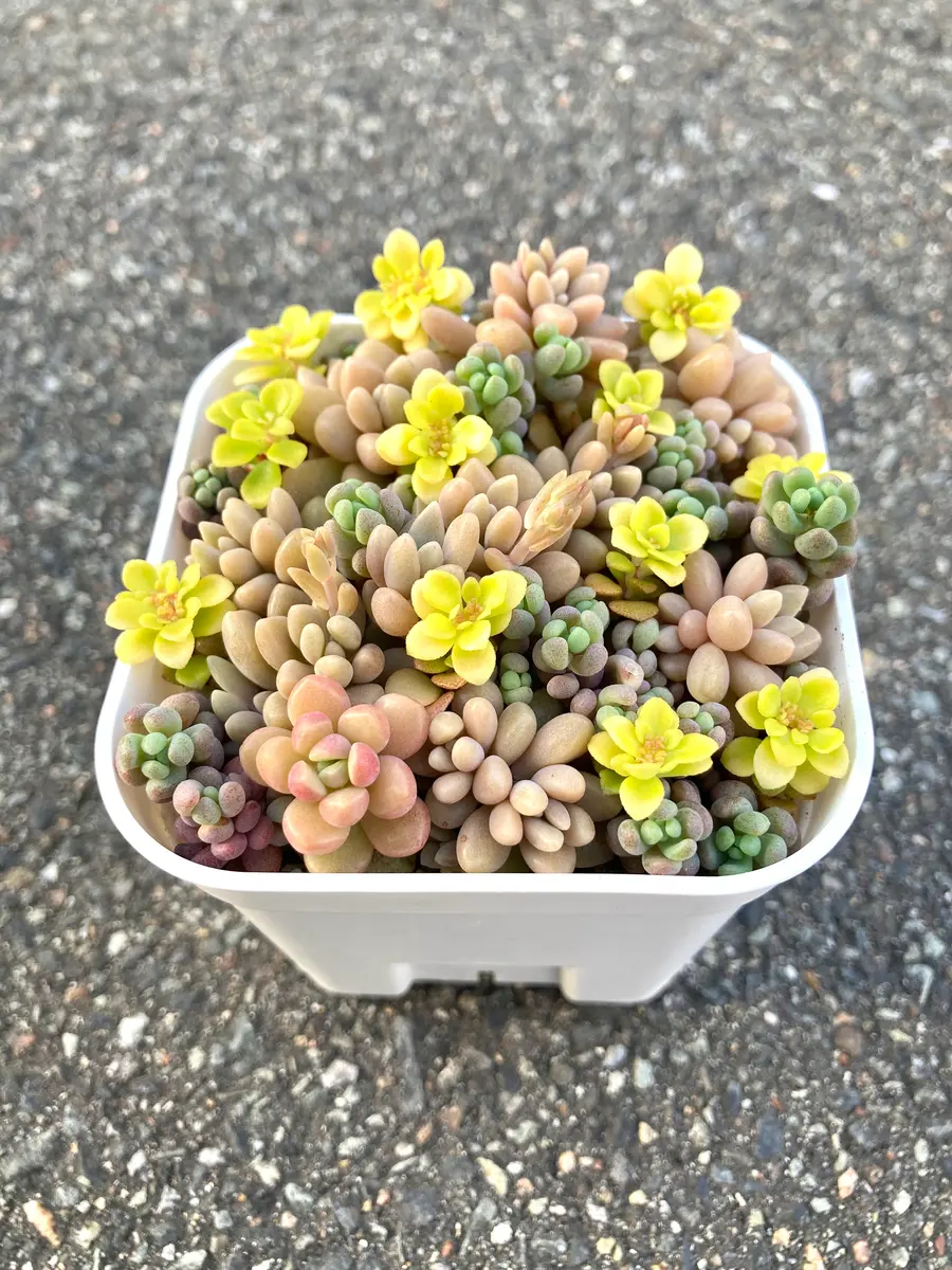 2025/04/22寄せ植え姫秀麗＆パープ「多肉植物寄せ植え」のアルバム