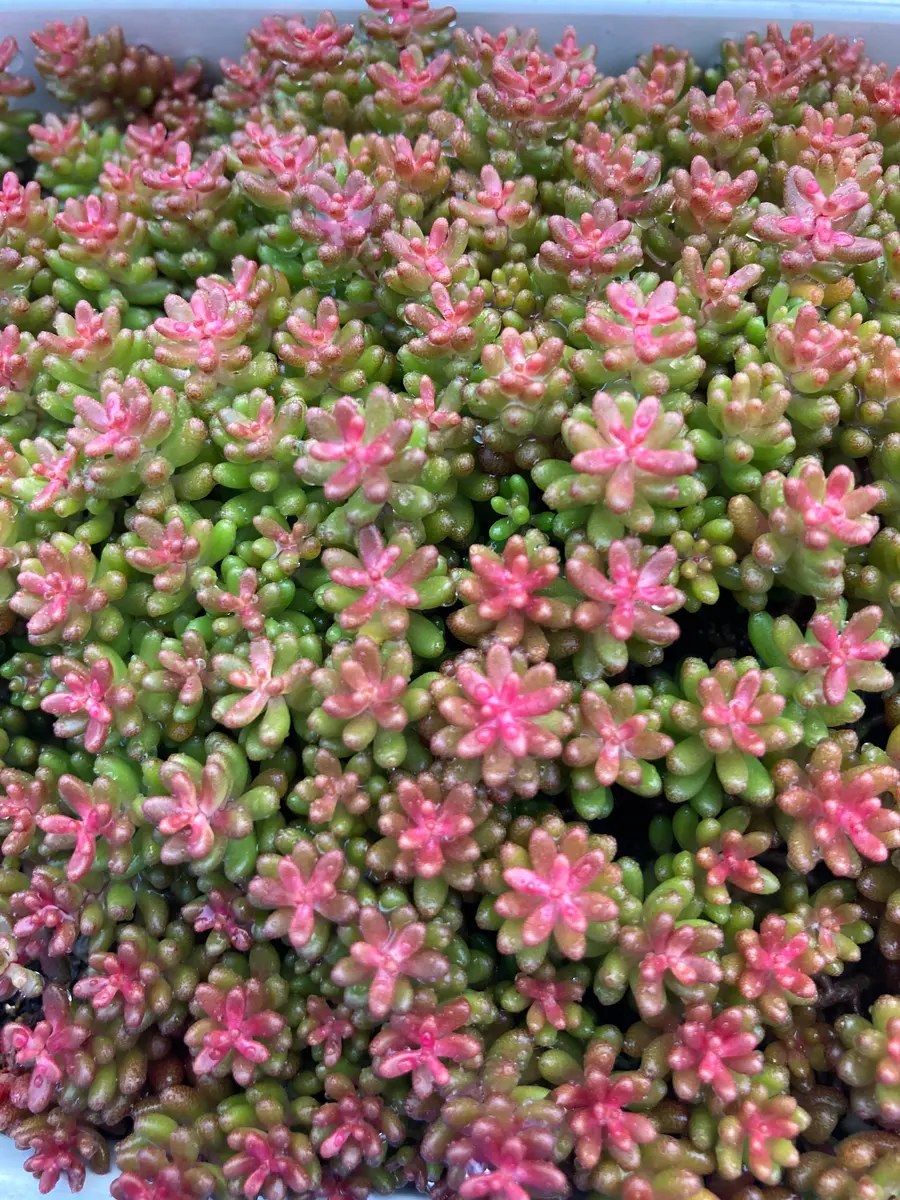 多肉植物 コーラルカーペット カット苗 30カット セダム ❀183 多肉植物 コーラルカーペット カット苗 30カット セダム ❀183