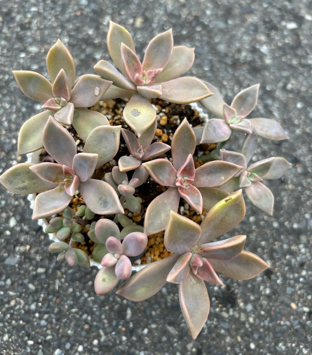 2025/09/14朧月夏の暑さもへっちゃら☀️「多肉植物」のアルバム