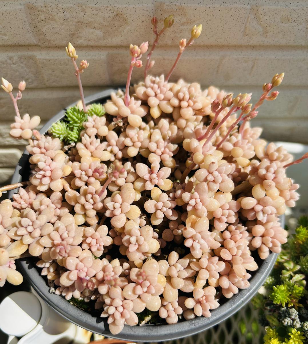 多肉植物 姫秀麗A 2026/05/02姫秀麗ピンクに紅葉中多肉植物｜アルバム写真-みんなの趣味